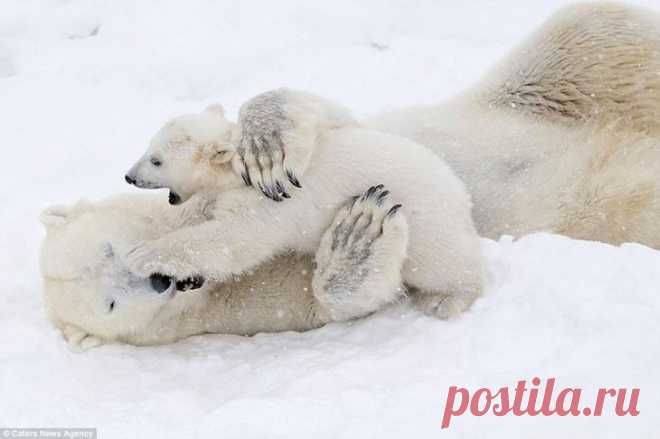 Белый медвежонок играет с мамой: очаровательные кадры!