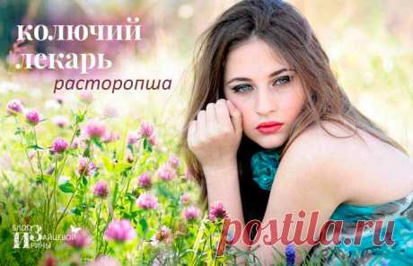 Колючий лекарь расторопша. Полезные свойства. Лечение и применение.
