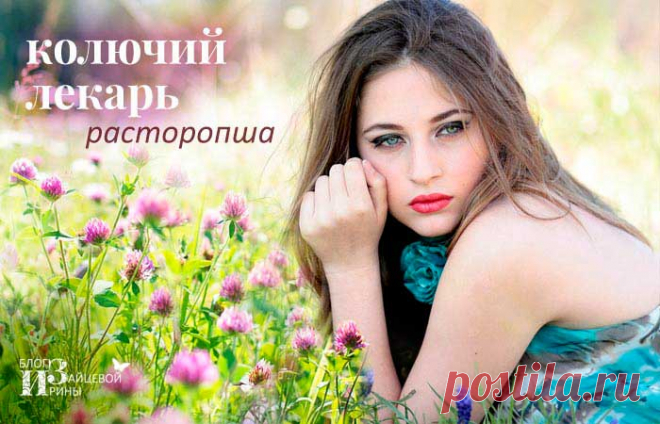 Колючий лекарь расторопша. Полезные свойства. Лечение и применение.