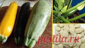 Выращивание кабачков рассадой и посевом  в открытый грунт | Дача - впрок