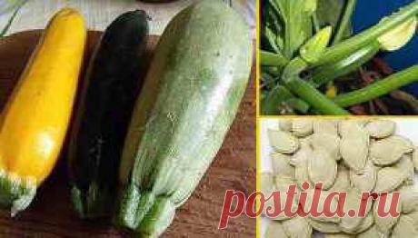 Выращивание кабачков рассадой и посевом в открытый грунт | Дача - впрок