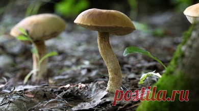 Как вырастить грибы на даче: посадка грибов с дрожжами Приготовить рассаду можно всего из двух ингредиентов