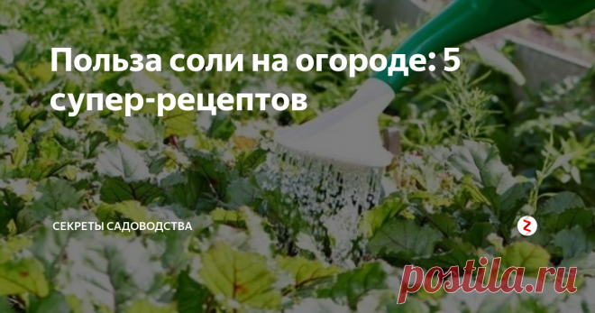 Польза соли на огороде: 5 супер-рецептов Используйте поваренную соль в работе на огороде! Она поможет решить множество важных задач. 5 лучших рецептов для применения на даче хлорида натрия — в нашей статье!
Соль — дар природы человечеству
1. Соль помогает бороться с сорняками
В большой концентрации раствор соли губителен для растений. Хлорид натрия выжигает всё под чистую! Самый простой способ — раскидать крупную соль на участке, на кото