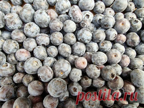 Невероятный урожай или пустые кусты? Все решится в июне: главные работы для голубики, которые нельзя игнорировать. Капризная садовая голубика раскроет весь свой потенциал только при особом подходе. Ее дикие предки растут исключительно на грунтах с экстремальной кислотностью.