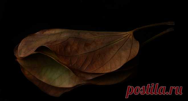 Reflecting On A Fallen Leaf