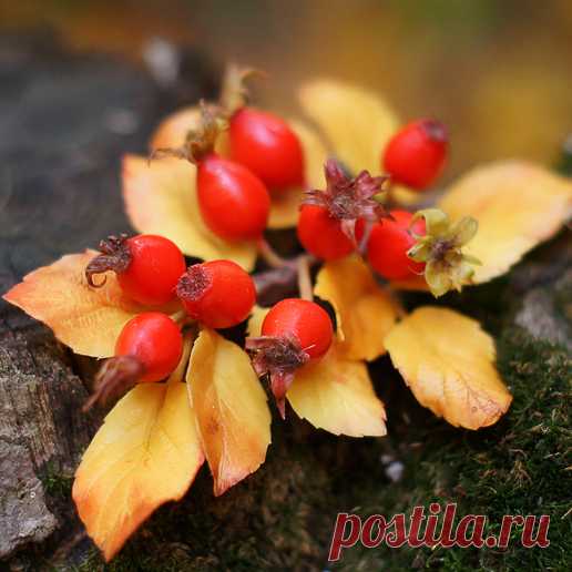 Осенняя брошь из полимерной глины своими руками: шиповник. Мастер-класс | Креаликум