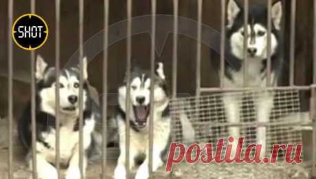 Из питомника под Оренбургом эвакуировали 40 хаски. Все собаки эвакуированы из питомника хаски в поселке Ленина под Оренбургом из-за подтопления территории. Об этом ТАСС рассказала волонтер Дарья Буркатская. По ее словам, эвакуировано 40 собак. Животных отдали добрым людям на время. Также ...