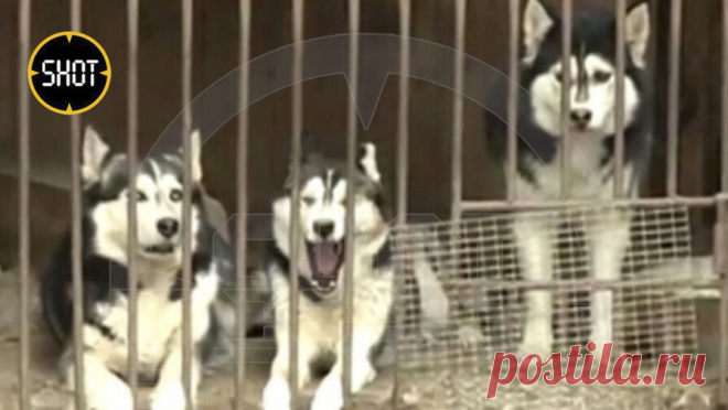 Из питомника под Оренбургом эвакуировали 40 хаски. Все собаки эвакуированы из питомника хаски в поселке Ленина под Оренбургом из-за подтопления территории. Об этом ТАСС рассказала волонтер Дарья Буркатская. По ее словам, эвакуировано 40 собак. Животных отдали добрым людям на время. Также ...