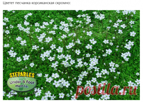 Вербейник монетчатый, естественно - по нему хоть на асфальтовом катке катайся)). Удивительно устойчива к пешеходным прогулкам камнеломка теневая, несмотря на довольно крупные листья. Непробиваем барвинок малый, но здесь обязательно надо знать про его агрессивные свойства!