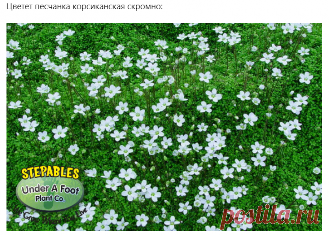 Вербейник монетчатый, естественно - по нему хоть на асфальтовом катке катайся)). Удивительно устойчива к пешеходным прогулкам камнеломка теневая, несмотря на довольно крупные листья. Непробиваем барвинок малый, но здесь обязательно надо знать про его агрессивные свойства!