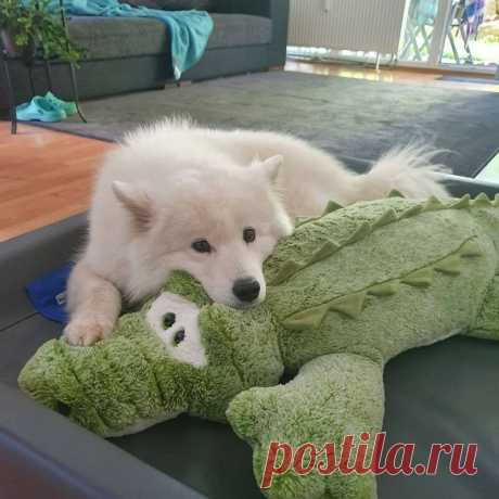 Собаки, дарящие улыбку