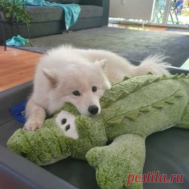 Собаки, дарящие улыбку