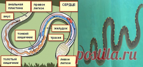 А где попа у змеи?
