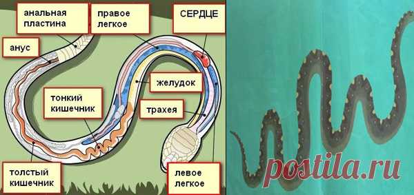 А где попа у змеи?