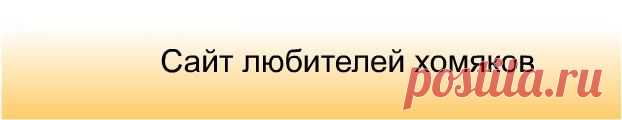 Сайт любителей хомяков | Породы хомяков
