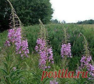 История забвения Иван-чая и замены его на Руси иноземным чаем.