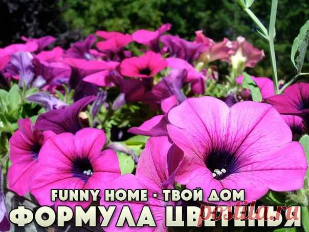 ФОРМУЛА ОБИЛЬНОГО ЦВЕТЕНИЯ ПЕТУНИЙ.