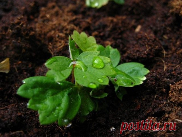 10 секретов успешного выращивания клубники из семян - gryadki.com