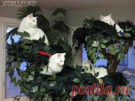 Дерево счастья