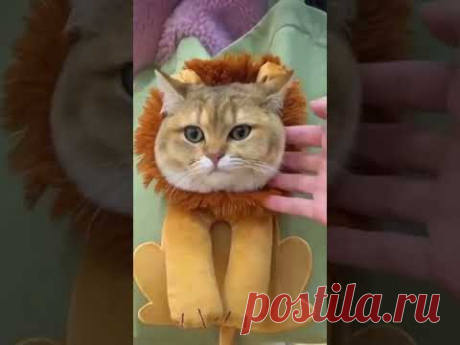 Сумка для прогулки кота
