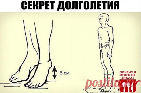 Секрет долголетия 
Академик Микулин создал гимнастику, состоящую из простейших упражнений, своеобразных сотрясений — ударах пятками о пол. Эта методика позволяет улучшить кровоток, предотвратить закупорку вен и нормализовать давление. Также улучшается работа мозга: от тяжести и боли в голове не остается и следа. 
Встань прямо, стопы соедини, зубы сожми. Приподними пятки на 3–5 см от пола, затем резко опустись. В результате возникшего встряхивания венозные клапаны получают дополнительный импуль