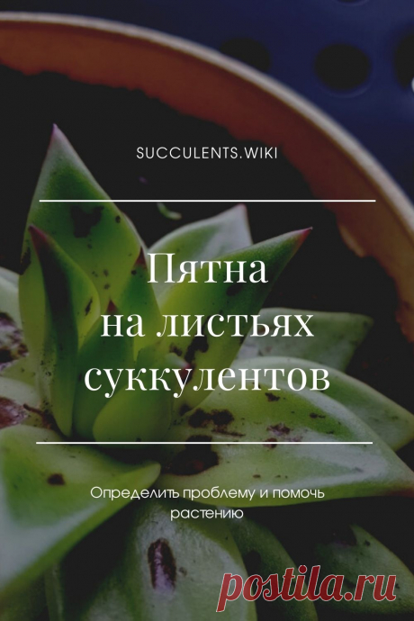 От чего на листьях суккулентов появляются пятна и что с ними делать