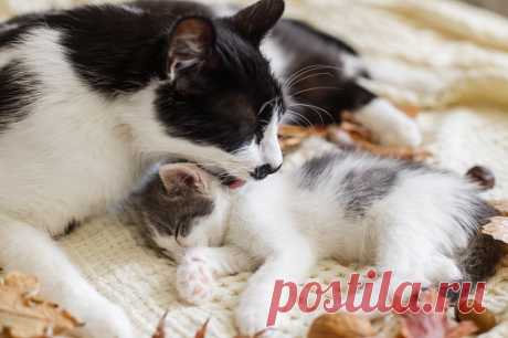 Кот Мама Котенок - Бесплатное фото на Pixabay