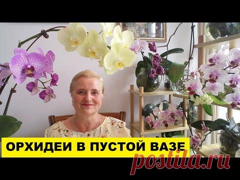 ОРХИ В ПУСТОЙ БАНКЕ