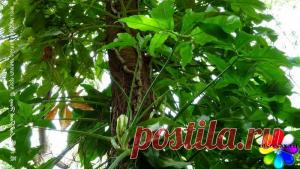 Сингониум ножколистный декоративнолистное вьющееся растение