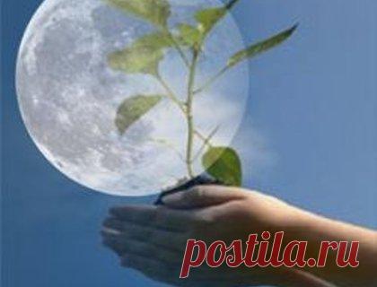 Цветы с сильным ароматом:  При размещении ароматных растений в доме нужно помнить, что душистые культуры не рекомендуется выращивать в спальне и детской комнате.