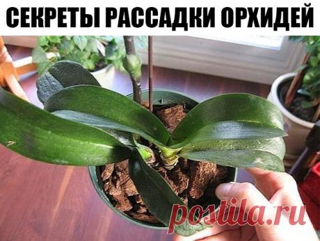 Секреты рассадки орхидей: как превратить одно растение в 100. Орхидея — это любимый цветок многих цветоводов. Он считается очень требовательным. Однако многие орхидеи хорошо растут в доме и без особого ухода. Если ты