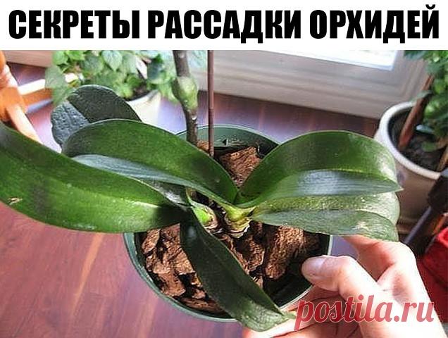 Секреты рассадки орхидей: как превратить одно растение в 100. Орхидея — это любимый цветок многих цветоводов. Он считается очень требовательным. Однако многие орхидеи хорошо растут в доме и без особого ухода. Если ты