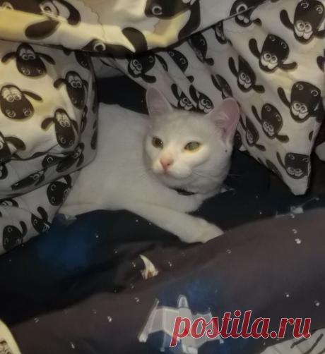 Пещерная кошка :)