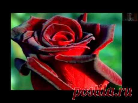 НЕЖНАЯ МЕЛОДИЯ И ЦВЕТЫ - YouTube