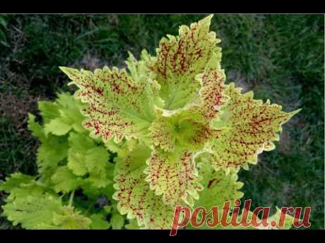 Колеус гибридный &quot;Пеле&quot; (Coleus hybridus &quot;Pele&quot;)