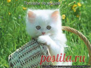 Совершеннокотие... (котоматрица)