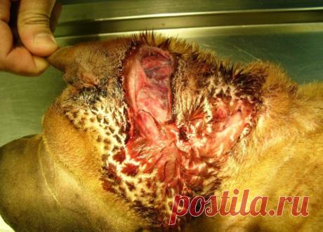 Чем обработать рану у собаки, лечить гнойную, рваную, мокнущую, открытую на ноге, шее, спине, что делать, если не заживает - зашить?