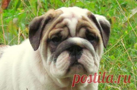 Щенок английского бульдога