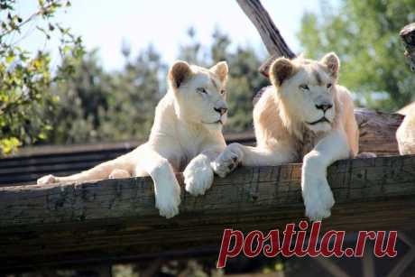 Белый лев – легенда африканских племен