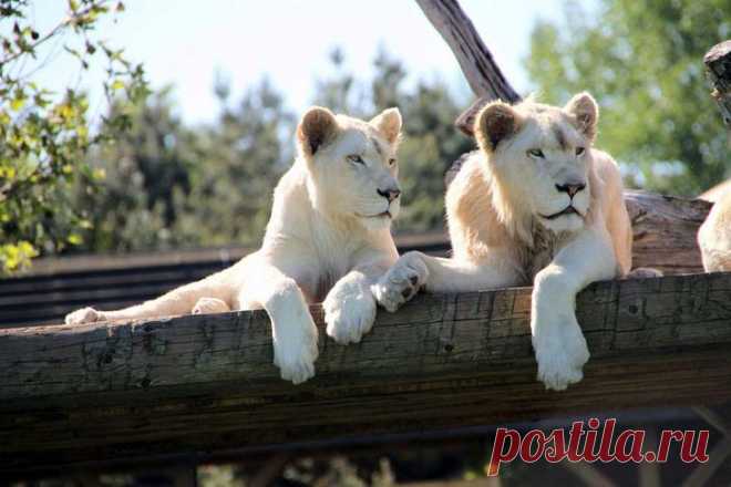 Белый лев – легенда африканских племен