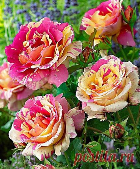 Flowers – Roses - Розы. – Сообщество – Google+