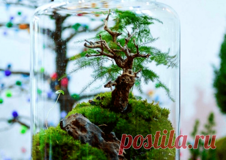 Флорариумы: виды, описание, идеи оформления ~ Planetalsad