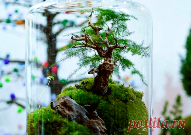 Флорариумы: виды, описание, идеи оформления ~ Planetalsad