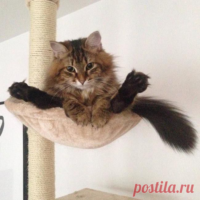 27 котов, которые любят сидеть по-человечески