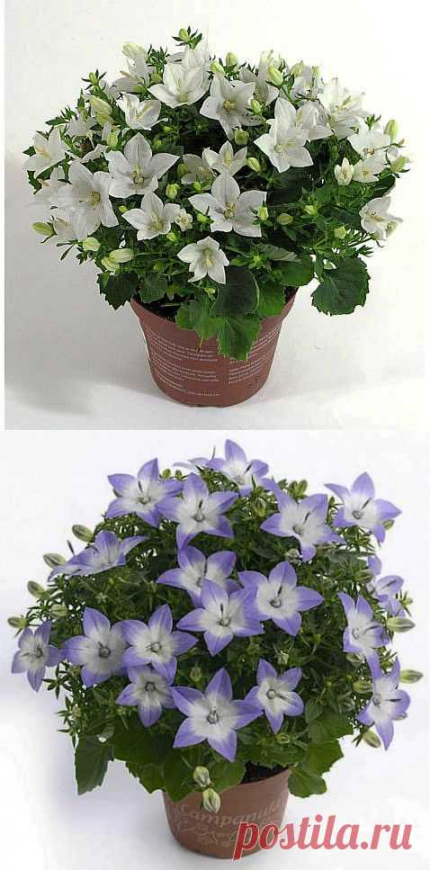 Жених и невеста. Кампанула. Колокольчик - Цветущие растения - Комнатные цветы и растения - Каталог статей - Цветы и растения