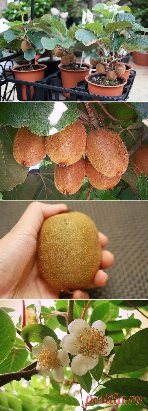 ВЫРАЩИВАЕМ КИВИ ДОМА .