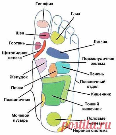 Массаж стопы. Зоны стопы..