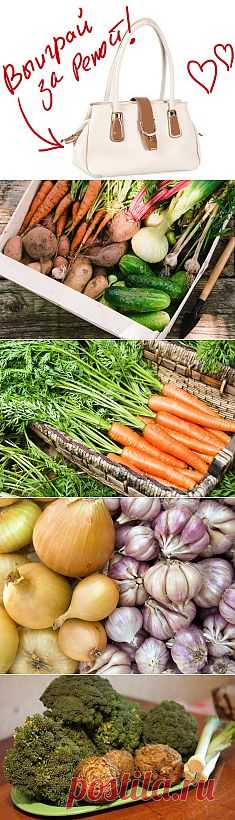 Лучшие способы зимнего хранения овощей. Выиграйте стильную сумку от интернет-магазина Клуб Красоты, разместив любой пост с сайта 7dach.ru в Постиле. Чем больше постов - тем выше шансы. Розыгрыш состоится в понедельник, 16 декабря. В акции участвуют все посты, которые содержат этот текст и фото сумки!