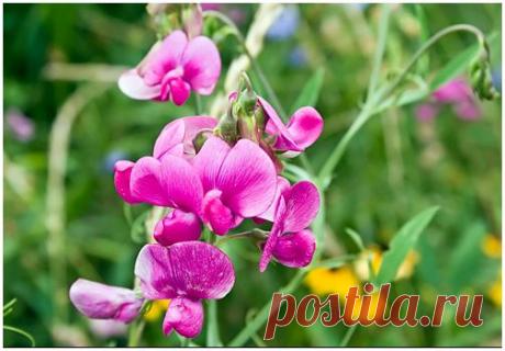 Горошек . Правила успешного выращивания | Наш дом