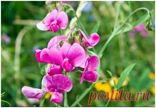 Горошек . Правила успешного выращивания | Наш дом